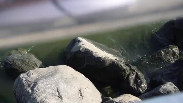 Kalme Rivierwater Raakt Kustkliffen Het Rotsachtige Strand Aan Kust — Stockvideo