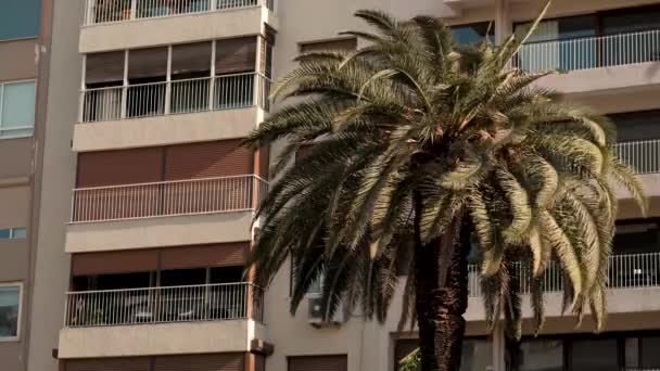 Hojas Palma Tropical Patrón Floral Sobre Fondo Rascacielos Concepto Naturaleza — Vídeo de stock
