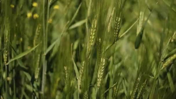 Orelhas Amadurecimento Campo Trigo Prado Conceito Colheita Rica Orelhas Trigo — Vídeo de Stock