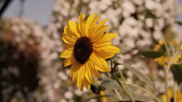Piękne Pola Słonecznikami Lecie Promieniach Jasnego Słońca Uprawa Roślin Dojrzewających — Wideo stockowe