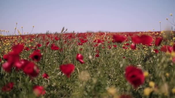 Campo Flores Amapola Naturaleza Roja Movimiento Cámara Primer Plano — Vídeos de Stock