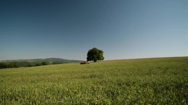 Ein Baum Inmitten Einer Grünen Wiese Und Ein Vorbeifahrender Traktor — Stockvideo