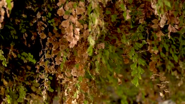 Geel Groene Planten Een Druppel Regen Gaat Door Planten Een — Stockvideo