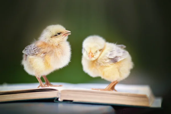 Concept d'éducation, poulets lisent le livre — Photo