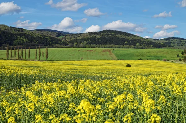 Geel bloeiende koolzaad veld op platteland — Stockfoto