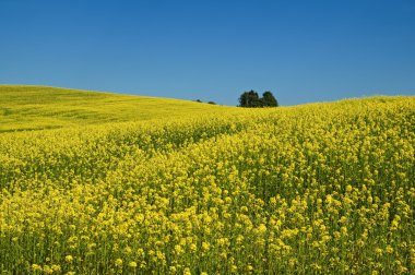 ufuk yükselen, dalgalı çiçek açan tecavüz alanları