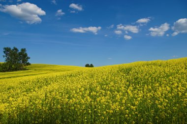 ufuk yükselen, dalgalı çiçek açan tecavüz alanları