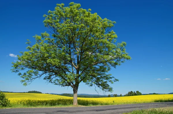 Solitaire deciduous tree with an asphalt road in front of a flowering rape field — Stock Photo, Image