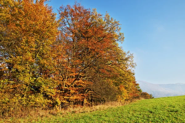 Árboles caducos coloridos colores otoñales de naranja en el horizonte verdes prados —  Fotos de Stock