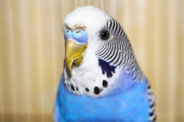 Mavi muhabbet kuşu portre