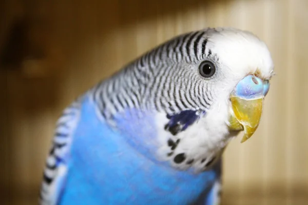 Retrato de budgerigar azul — Fotografia de Stock