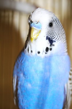 Genç mavi muhabbet kuşu