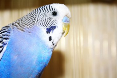 Genç mavi muhabbet kuşu