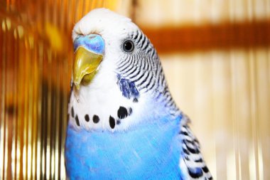 Genç mavi muhabbet kuşu portre