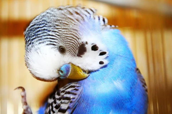 Blue budgerigar is cleaning feathers — Stock Photo, Image