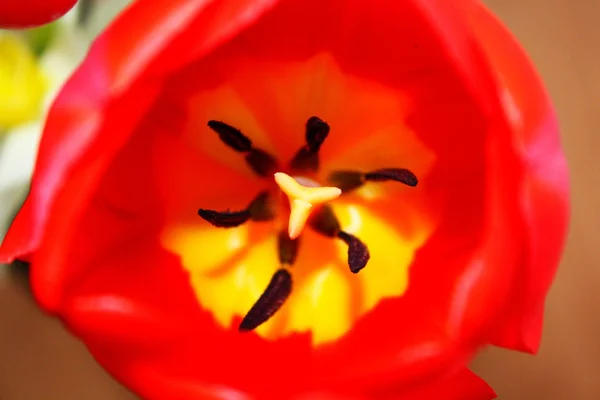 Тюльпановый макрос — стоковое фото