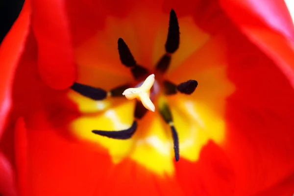 Tulpenmakro — Stockfoto