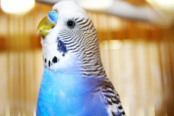 Curioso jovem azul budgerigar — Fotografia de Stock