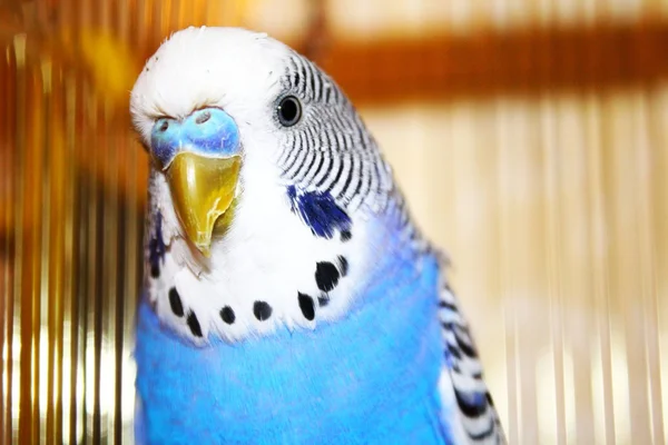 Jovem azul budgerigar retrato — Fotografia de Stock