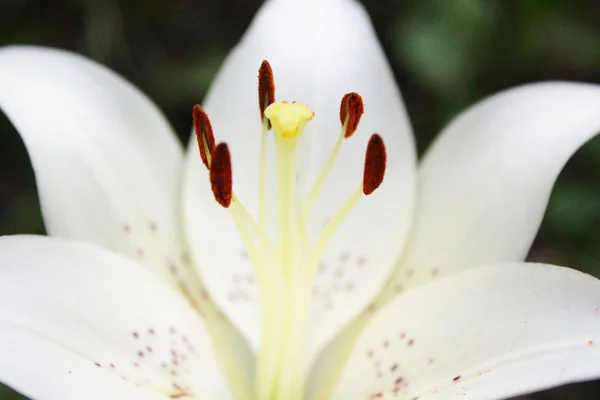 White big lily — Stock Photo, Image