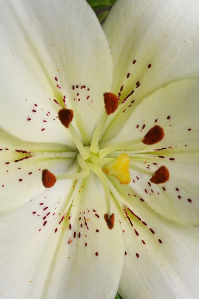 White Lily — Stock Photo, Image