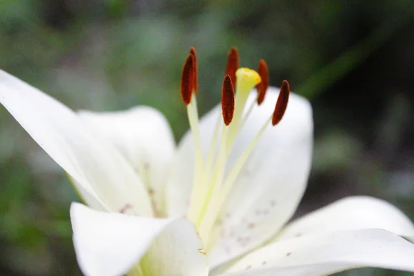 Biel cielna lilia — Zdjęcie stockowe