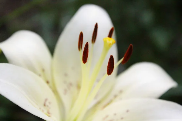 Beyaz büyük lily — Stok fotoğraf