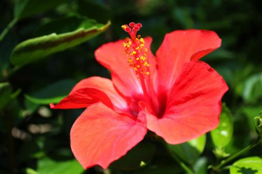 Güneşli günde güzel kırmızı çiçek