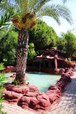 Palmiye ağacı ve su birikintisi