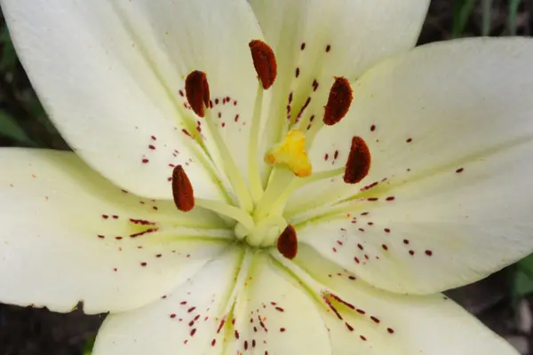 Белая большая лилия — стоковое фото