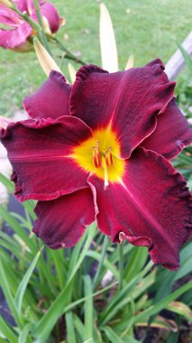 Kestane rengi gün Lily