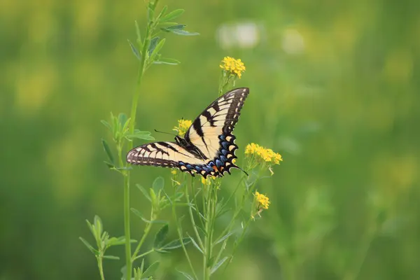 Vieni a volare con me. — Foto Stock