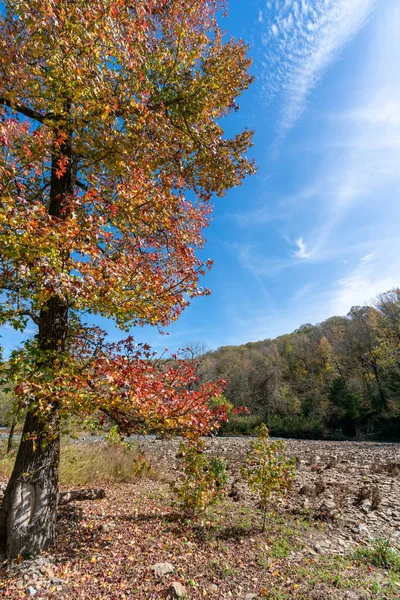 Retrato Del Colorido Árbol Lecho Del Río Arkansas Durante Otoño Imagen de archivo