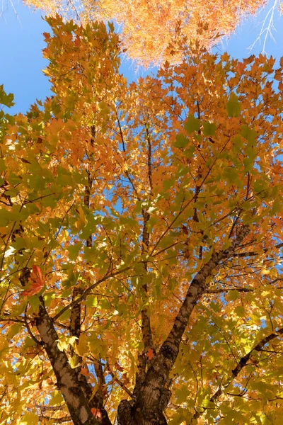アーカンソー州ハリソンの秋の間の大きなカラフルなカエデの木の葉の肖像画ビュー ストック画像