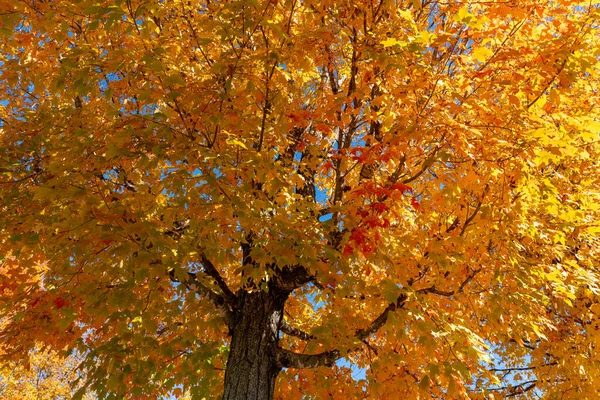 アーカンソー州ハリソンの秋の間に大きなカラフルなカエデの木の葉 ストック写真