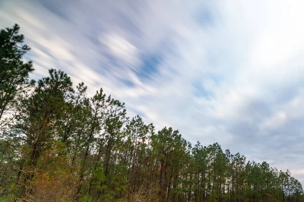 Molnrörelse Bland Tallskog Mississippi Stockfoto