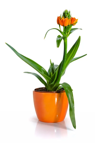 Flowers in a flowerpot on a white background Royalty Free Stock Photos