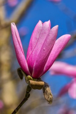 Manolya çiçek bloom bahar