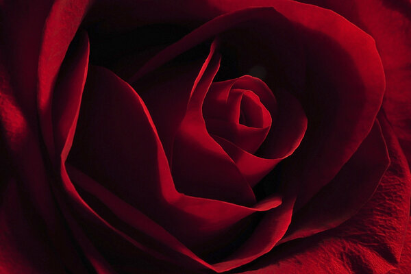 One red rose closeup