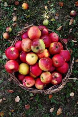 Hasat edilen elmalar hasat sepetinde, yukarıdan bakıldığında sepet yerde yapraklar ve küçük elmalarla birlikte..