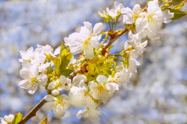 Mavi gökyüzüne ve ağaca karşı kiraz çiçekleri
