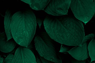 Dark green foliage of a healthy plant with serrated leaves glistening with raindrops. Low key, horizontal background or banner.