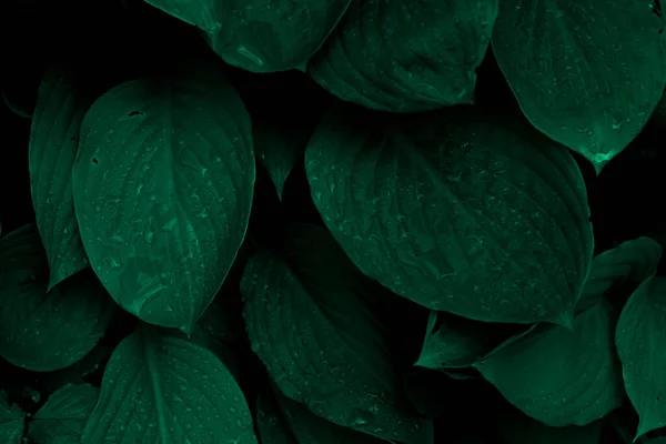 Sötétzöld lombozat egy egészséges növény fogazott levelek csillogó esőcseppek. Alacsony kulcs, vízszintes háttér vagy banner. — Stock Fotó