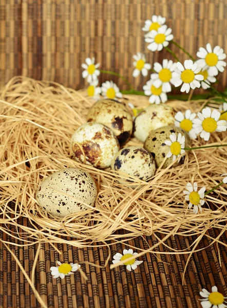 Křepelčí vejce a květy sedmikrásky v hnízdě ze slámy — Stock fotografie