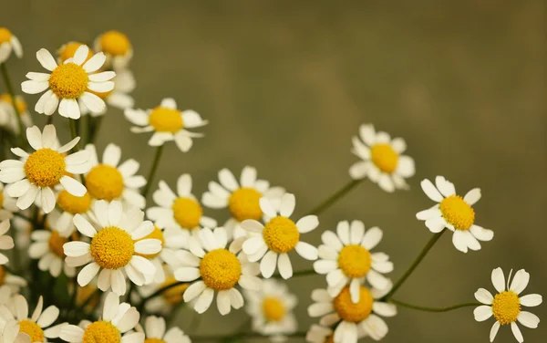 Pequenas flores de margarida — Fotografia de Stock