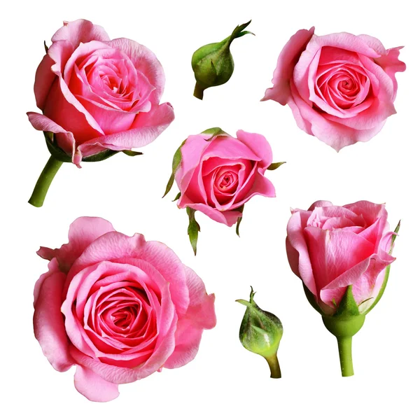 Set of pink rose flowers and buds — Stock Photo, Image