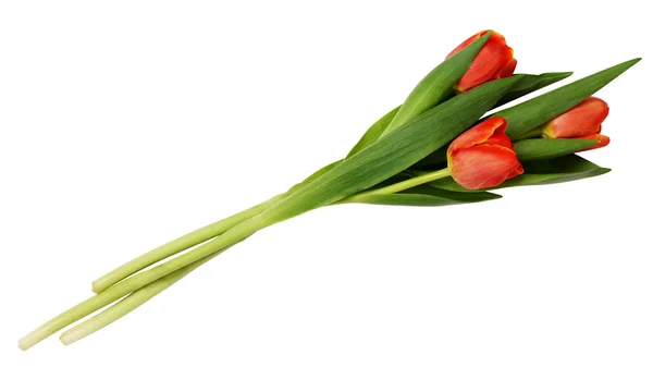 Bouquet de trois fleurs de tulipe rouge — Photo