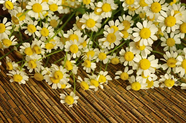 Petites fleurs de marguerite sur fond sombre — Photo