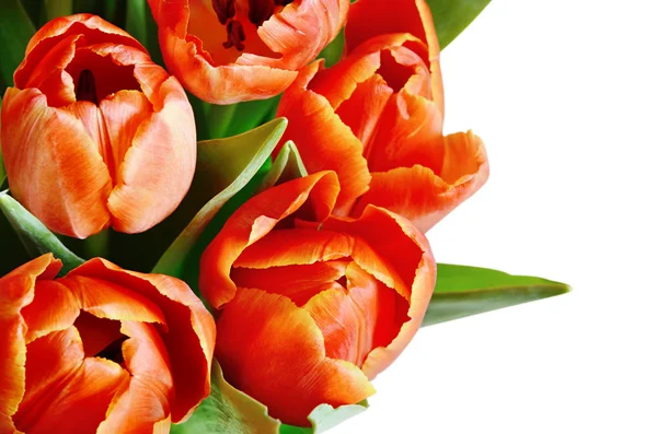 Tulipán květy kytice — Stock fotografie