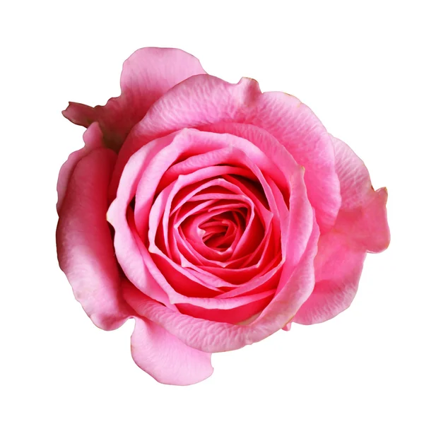 粉红玫瑰花 — 图库照片